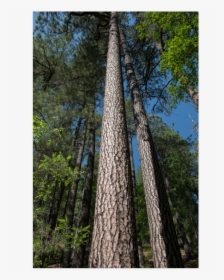 Tall Pine Trees Mt Lemmon Arizona Poster 22"x34" - Redwood, HD Png Download, Free Download