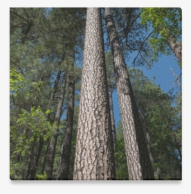 Tall Pine Trees Mt Lemmon Arizona Canvas Print 6"x6" - Redwood, HD Png Download, Free Download