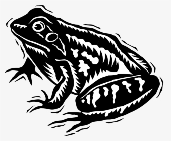 Black And White Frog Svg, HD Png Download, Free Download