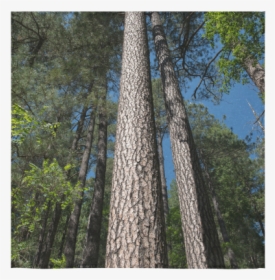 Tall Pine Trees Mt Lemmon Arizona Square Towel 13“x13” - Grove, HD Png Download, Free Download