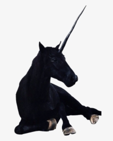 Black Unicorn - Black Unicorn Png Transparent, Png Download, Free Download
