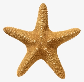 Starfish Png - Transparent Starfish Png, Png Download, Free Download