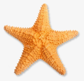 Orange Starfish Png - Transparent Starfish Png, Png Download, Free Download