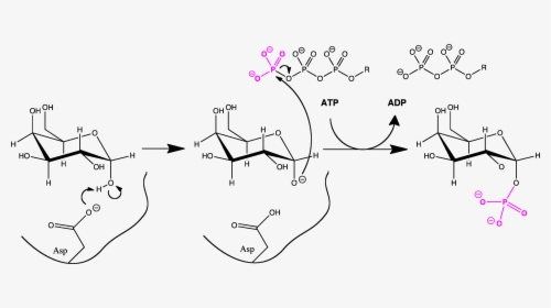 Galactokinase Mech - Structure, HD Png Download, Free Download