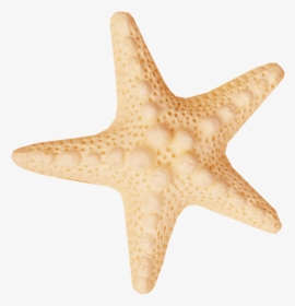 Starfish Sea Clip Art - Ракушки Морские Звезды Пнг, HD Png Download, Free Download