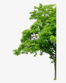 Sycamore Maple, HD Png Download, Free Download