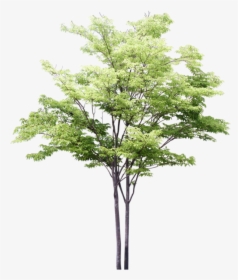3d Trees Png For Photoshop , Png Download - Tree Png Watercolor, Transparent Png, Free Download