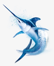 Image Is Not Available - Atlantic Blue Marlin, HD Png Download, Free Download