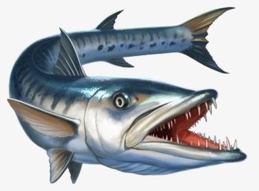 Image Is Not Available - Barracuda Png, Transparent Png, Free Download