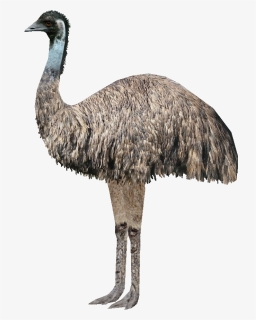Emu Transparent Background , Png Download - Bigger Emu Or Ostrich, Png Download, Free Download