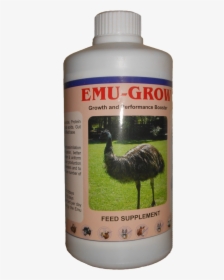Transparent Emu Png - Emu, Png Download, Free Download
