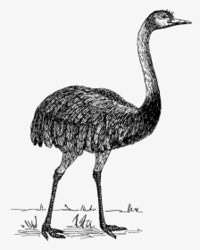 Transparent Ostrich Png - Drawing Of Common Ostrich, Png Download, Free Download