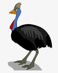 Emu Drawing Cassowary - Diagram Of A Cassowary, HD Png Download, Free Download