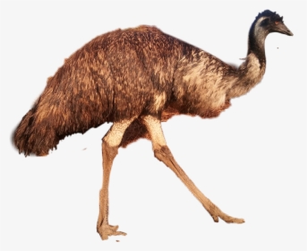 #emu - Emu, HD Png Download, Free Download