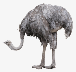 Emu Png, Transparent Png, Free Download