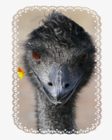 Emu, HD Png Download, Free Download