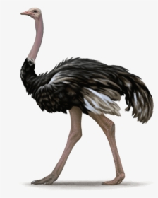 Emu - Ostrich Png, Transparent Png, Free Download