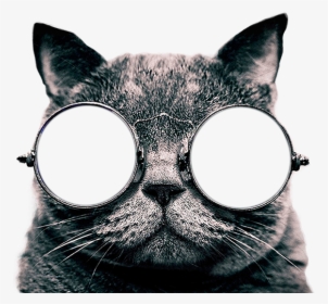 Cute Cat Wallpaper For Iphone - Cute Cat, HD Png Download, Free Download