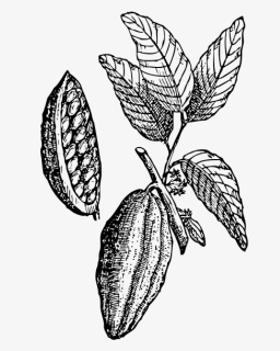 Beans Vector Cocoa Tree - Cocoa Bean Drawing Png, Transparent Png, Free Download