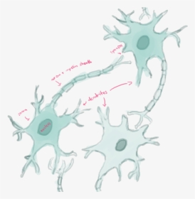 Transparent Neurons Png - Illustration, Png Download, Free Download
