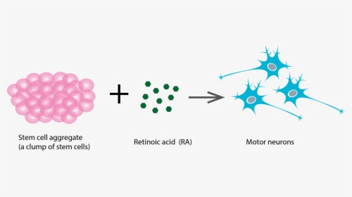 Stem Cell To Neuron , Png Download - Stem Cell To Neuron, Transparent Png, Free Download