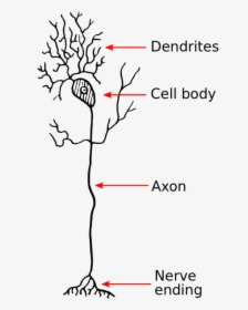 Neuron - Dendrite Neuron, HD Png Download, Free Download