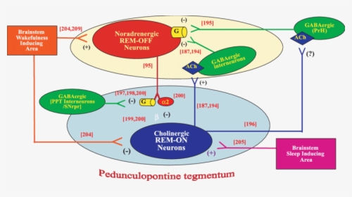 Proposed Connections To And From Rem On And Rem Off - Rem On Rem Off Neurons, HD Png Download, Free Download