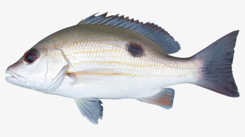 Moses Snapper - Bass, HD Png Download, Free Download