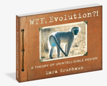 Evolution Wtf Facts - Evolution Frog Funny, HD Png Download, Free Download