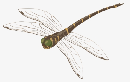 Dragonfly Png - Стрекоза Пнг, Transparent Png, Free Download