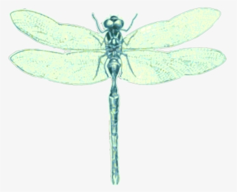 Dragonfly, Order Odonata, Insect, Green Dragonfly - Dragonfly, HD Png Download, Free Download