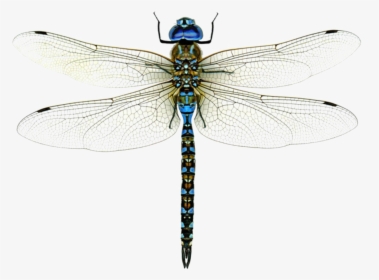 Hawker-dragonflies - Dragonfly Png, Transparent Png, Free Download