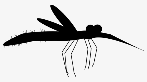 Insect Black & White - Membrane-winged Insect, HD Png Download, Free Download