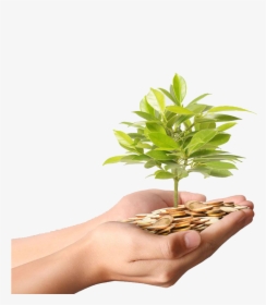 Money Plant Stock Coin - Money Plant Tree With Coin, HD Png Download, Free Download