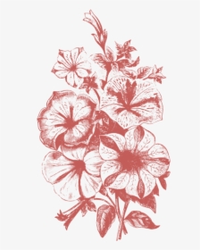 Plant Illustrations Vol - Vector Flower Illustration Png, Transparent Png, Free Download