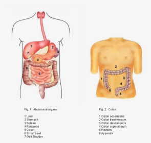 Darmkrankheiten - Illustration, HD Png Download, Free Download