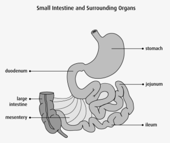Diagram Of Stomach And Small Intestine, HD Png Download, Free Download