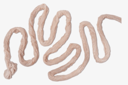 Pig Intestine Png, Transparent Png, Free Download