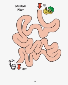 Digestive System Board Game, HD Png Download, Free Download