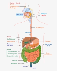 Human Digestive System, HD Png Download, Free Download