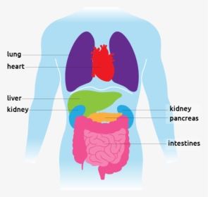 Illustration Of The Torso Showing All Organs - Organ Facts, HD Png Download, Free Download
