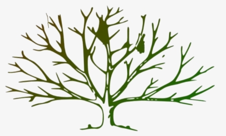 Tree With No Leaves Hd Png Clipart Download - Tree Outline Clipart, Transparent Png, Free Download