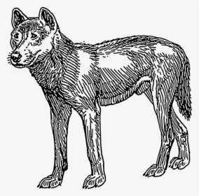 Dingo, Animal, Tail, Mammal, Fur, Australia, Australian - First Dogs Looked Like, HD Png Download, Free Download