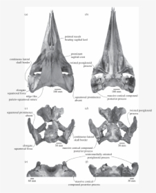 Comparison And Shared Features Of The Skulls Of The - Whale Skulls Comparison, HD Png Download, Free Download