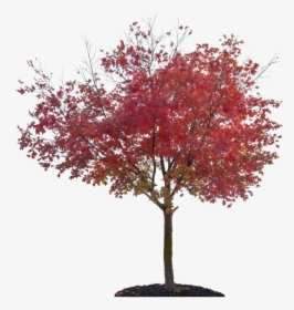 Nature Autumn Fall Tree Png File - Japanese Maple Tree Png, Transparent Png, Free Download