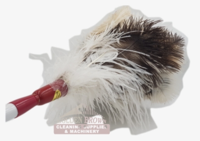 D3 Fd Feather Duster Ostrich Genuine C - Flightless Bird, HD Png Download, Free Download