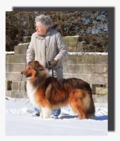 Rough Collie, HD Png Download, Free Download