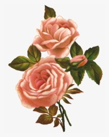 Transparent Flower Illustration Png - Vintage Flower Illustration Transparent, Png Download, Free Download