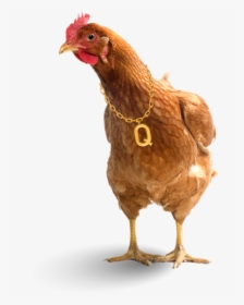 Chicken Question - Question Chicken, HD Png Download, Free Download