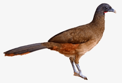 National Birds Of Trinidad And Tobago, HD Png Download, Free Download